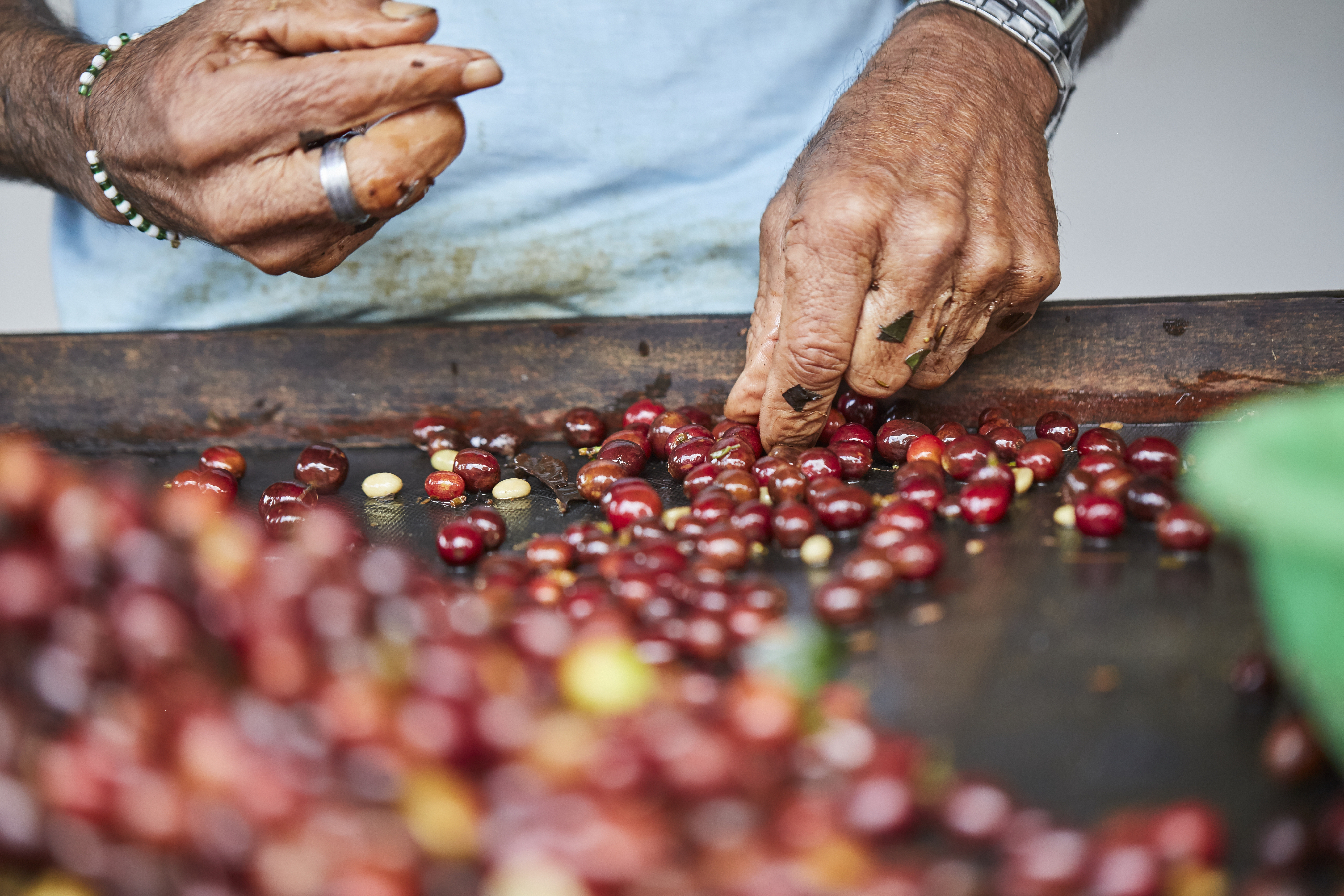 Hands sorting coffee beans